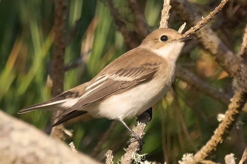 Pied flycatcher